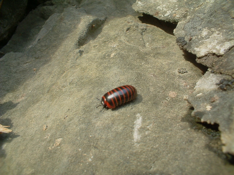 Glomeris annulata